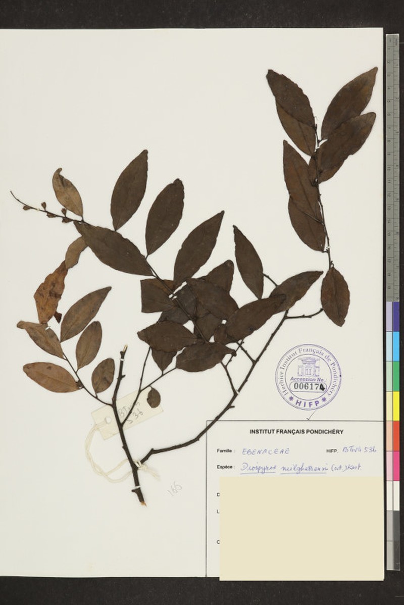 Diospyros neilgerrensis photo 3