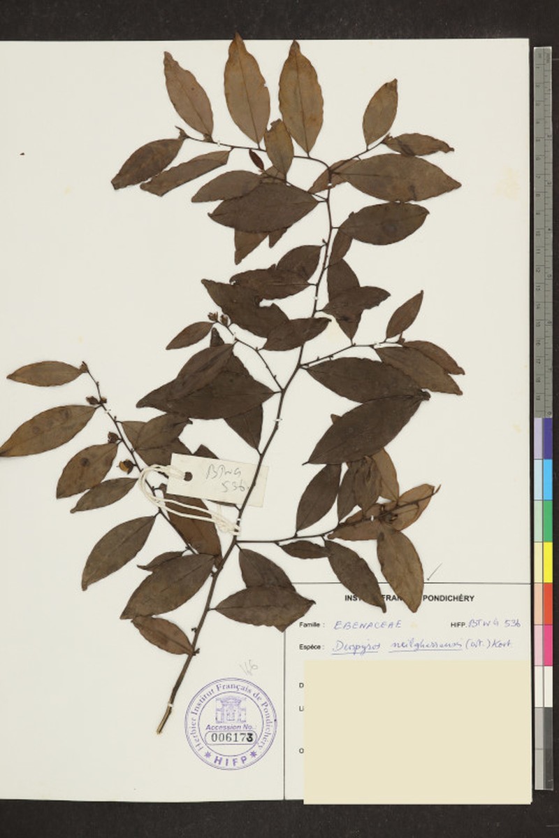 Diospyros neilgerrensis photo 4