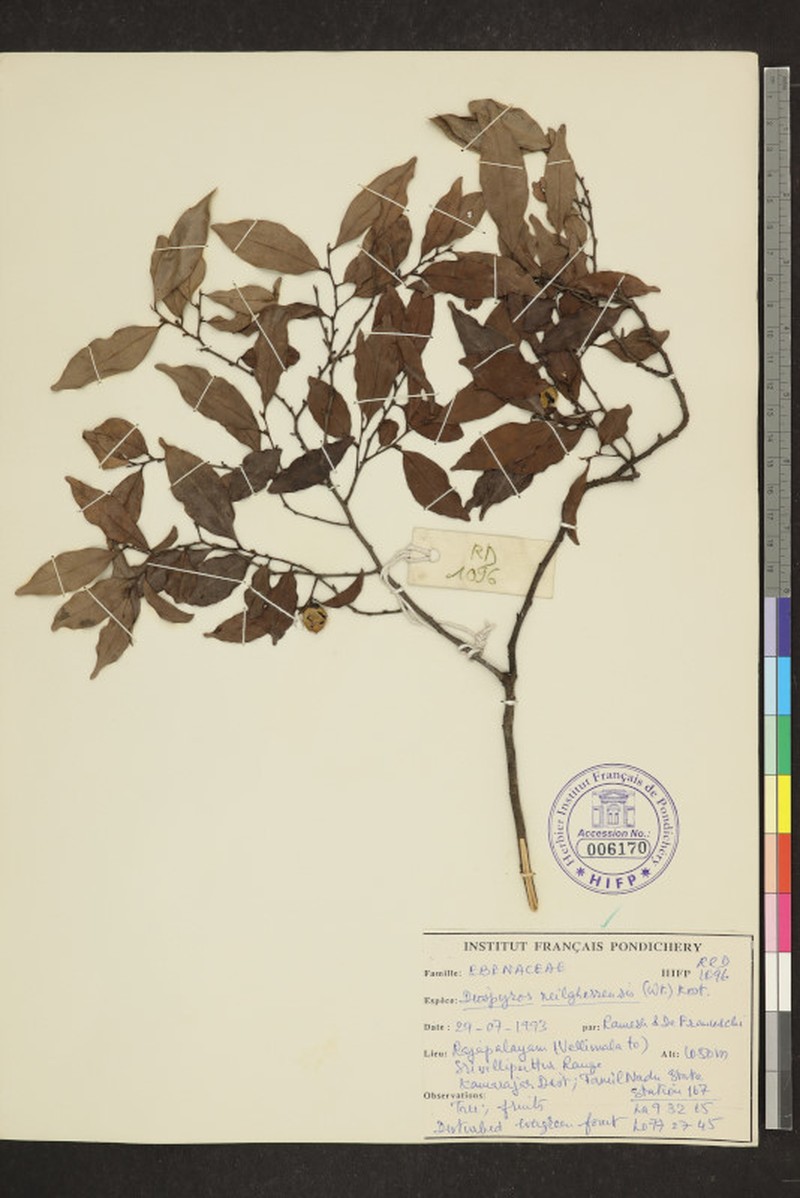 Diospyros neilgerrensis photo 5