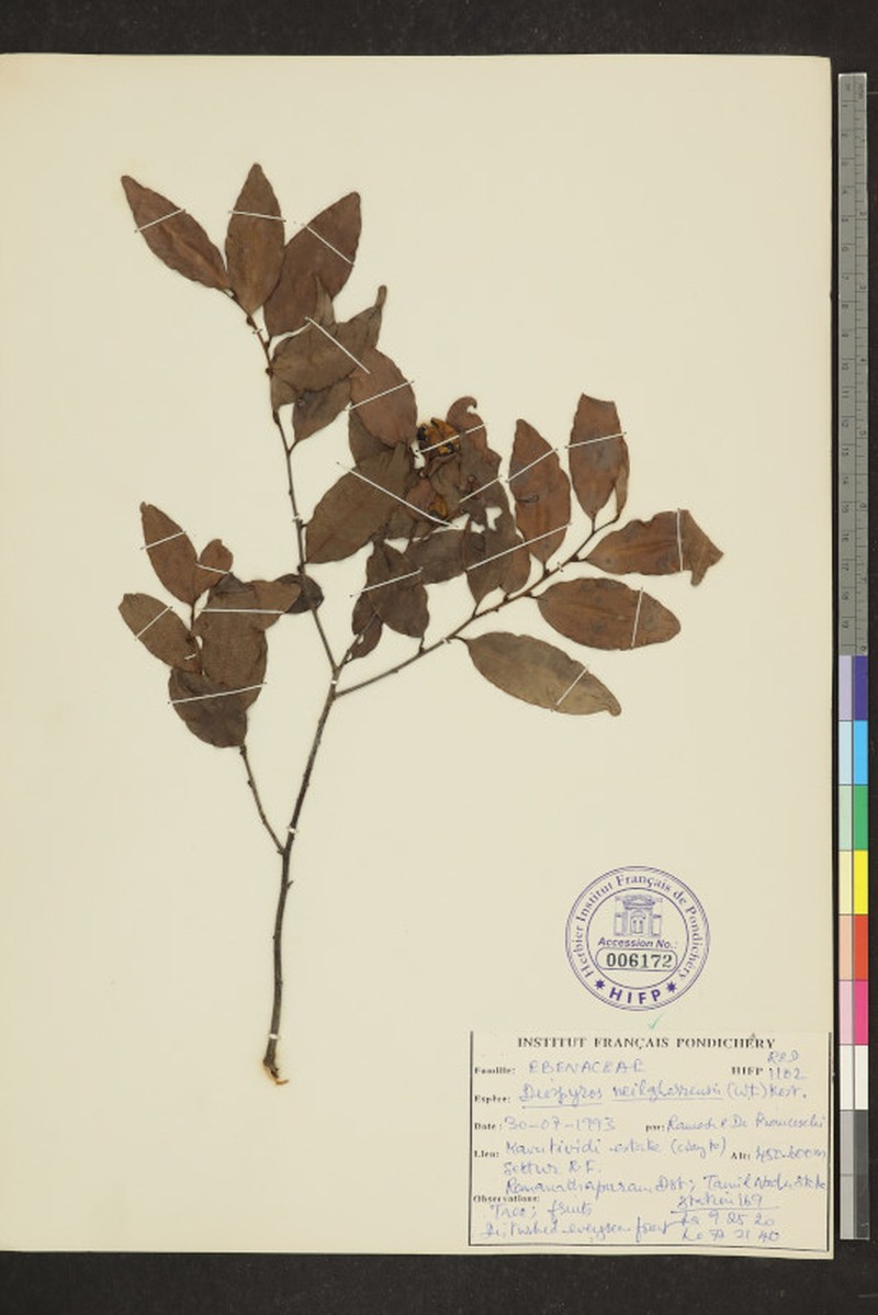 Diospyros neilgerrensis photo 6