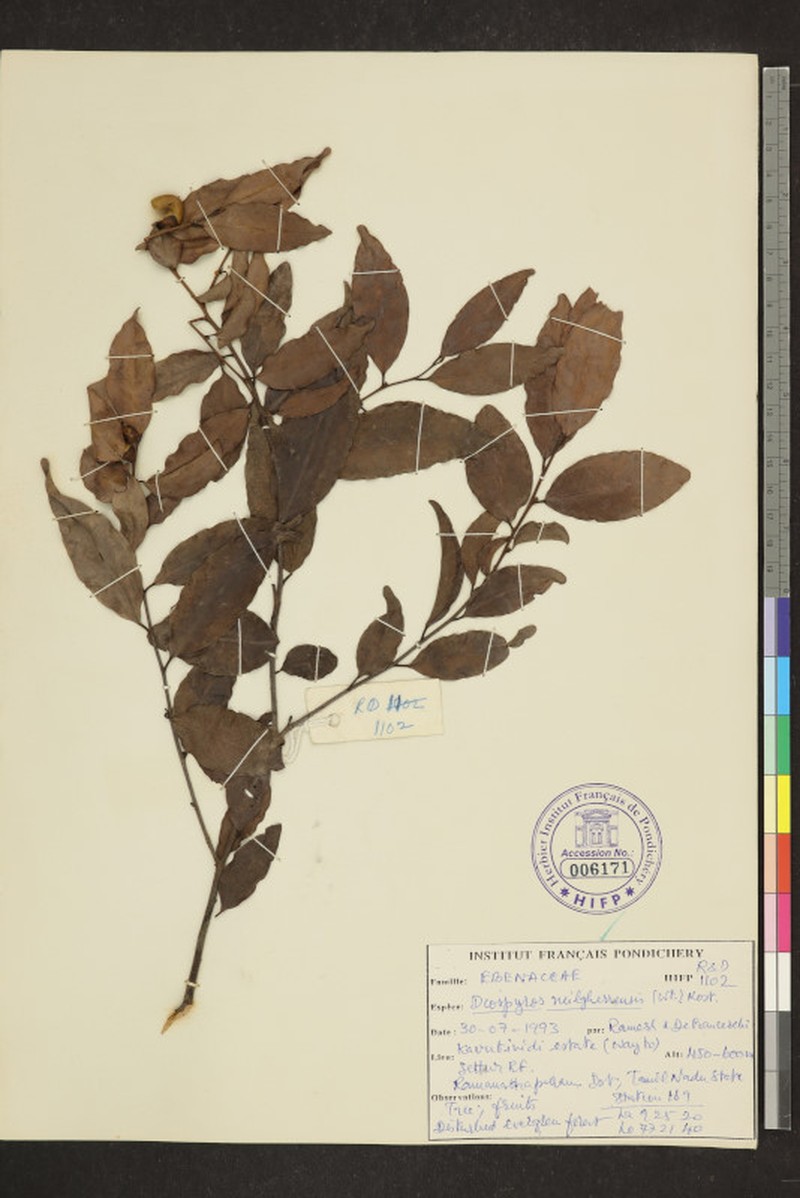 Diospyros neilgerrensis photo 7