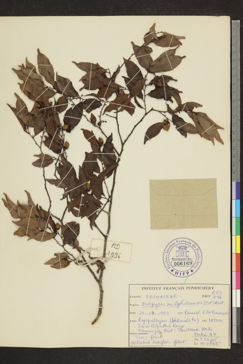 Diospyros neilgerrensis photo 8
