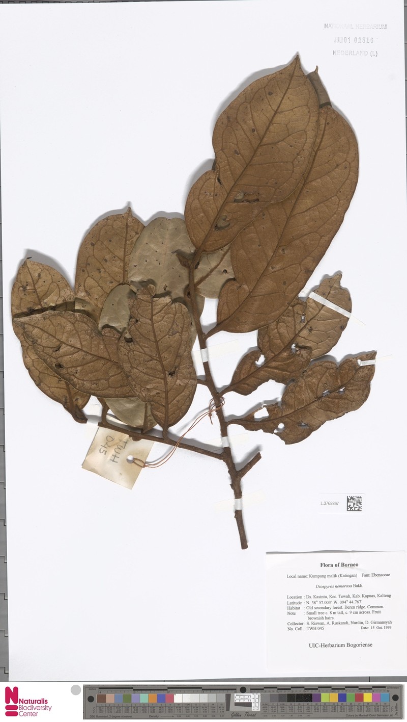 Diospyros nemorosa