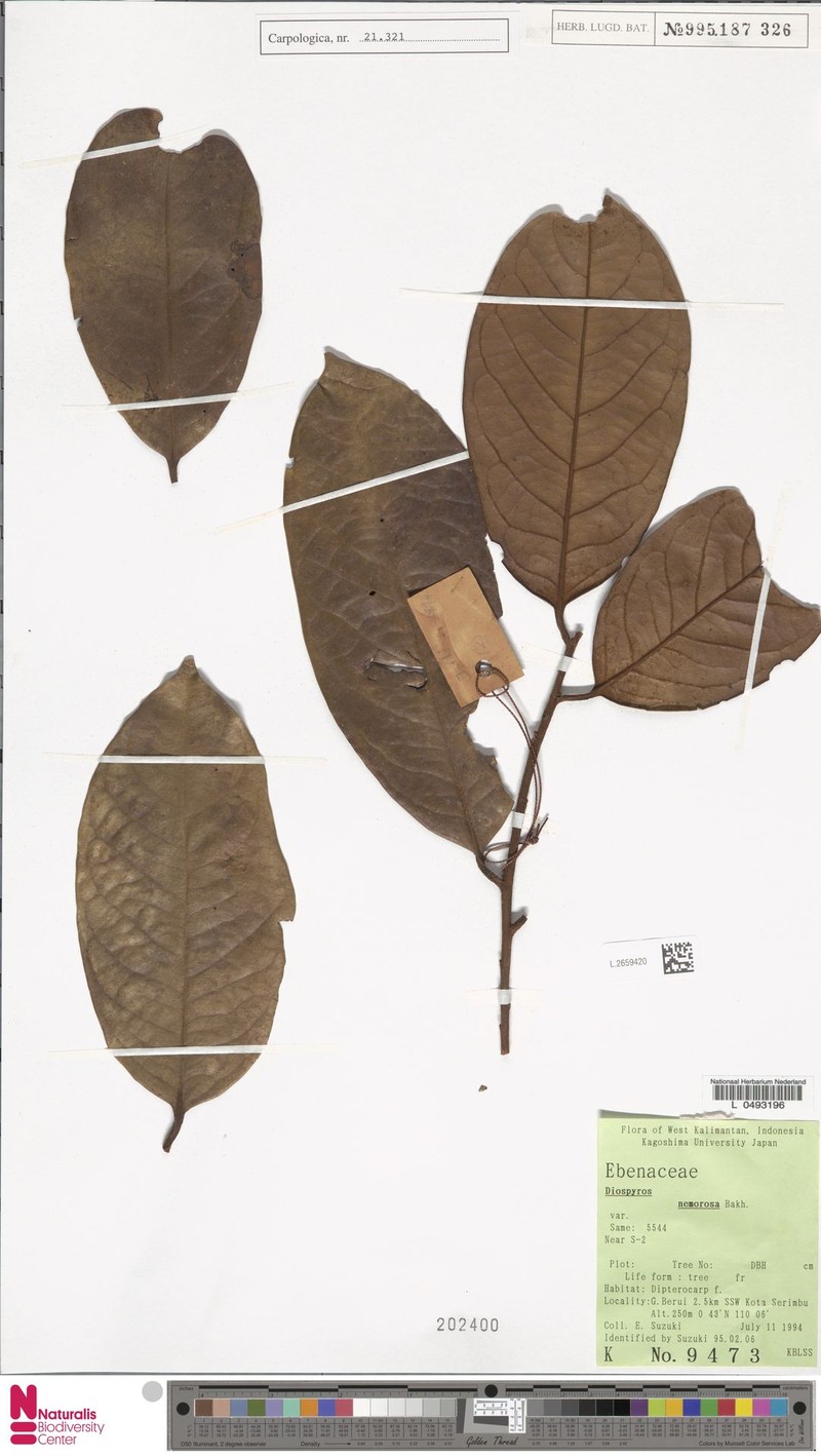 Diospyros nemorosa photo 2