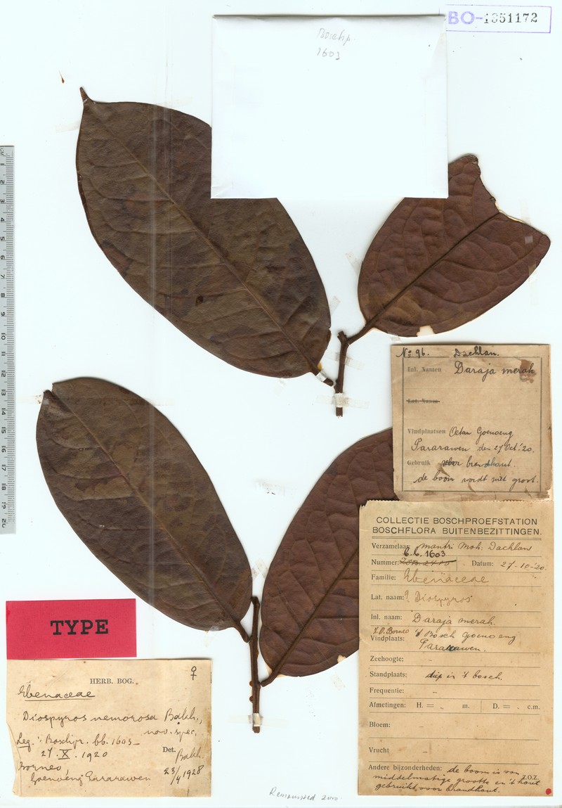 Diospyros nemorosa photo 3