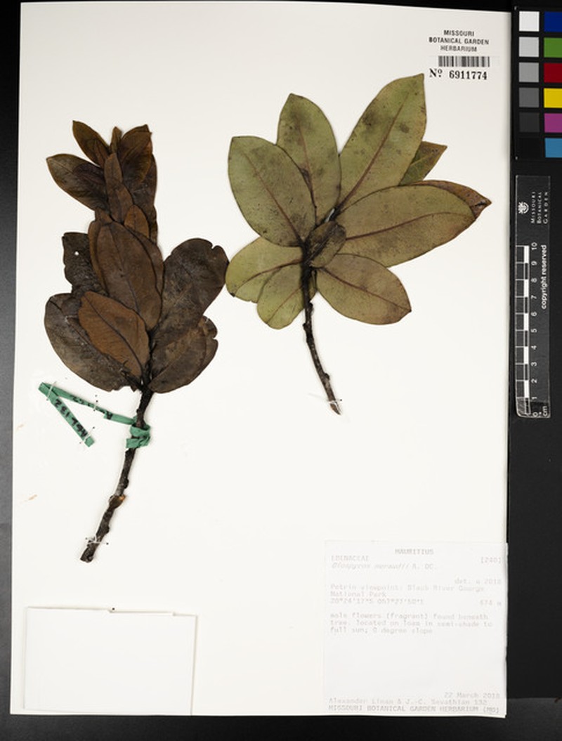 Diospyros neraudii