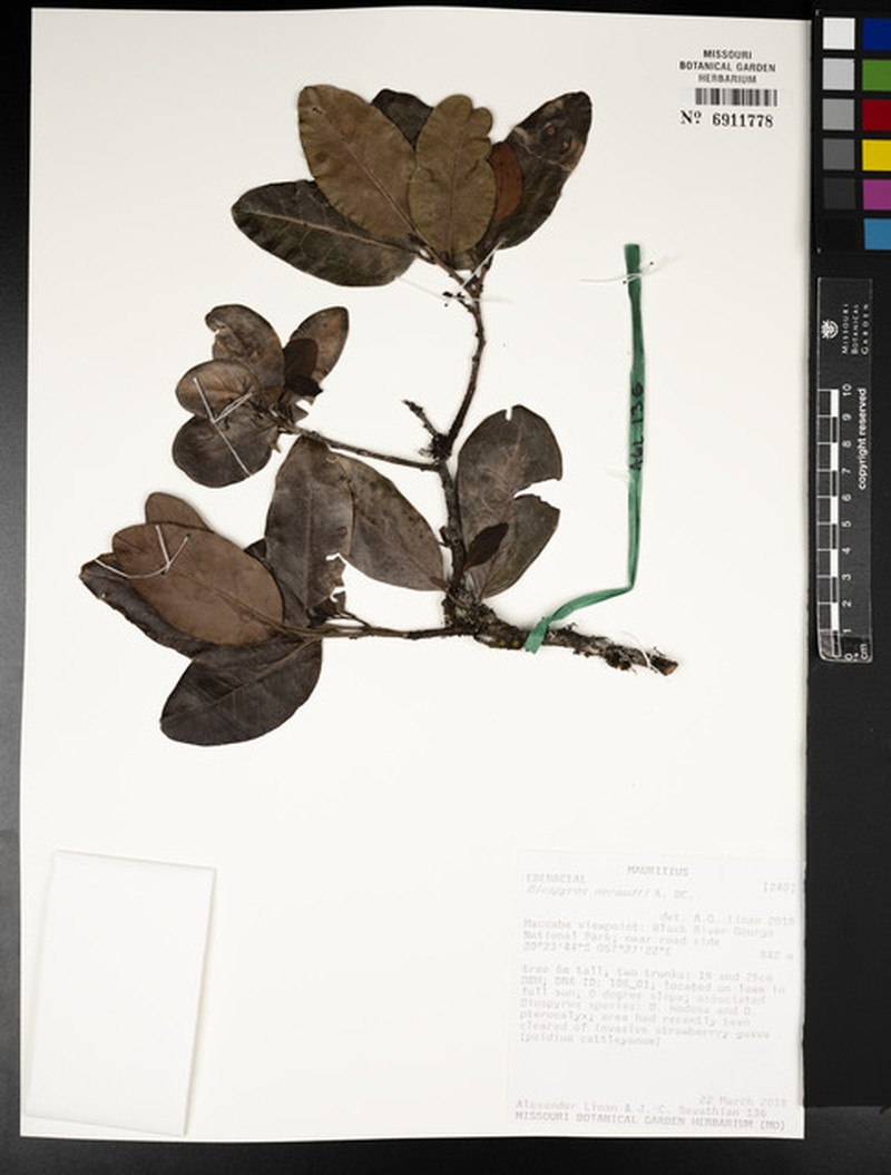 Diospyros neraudii photo 2