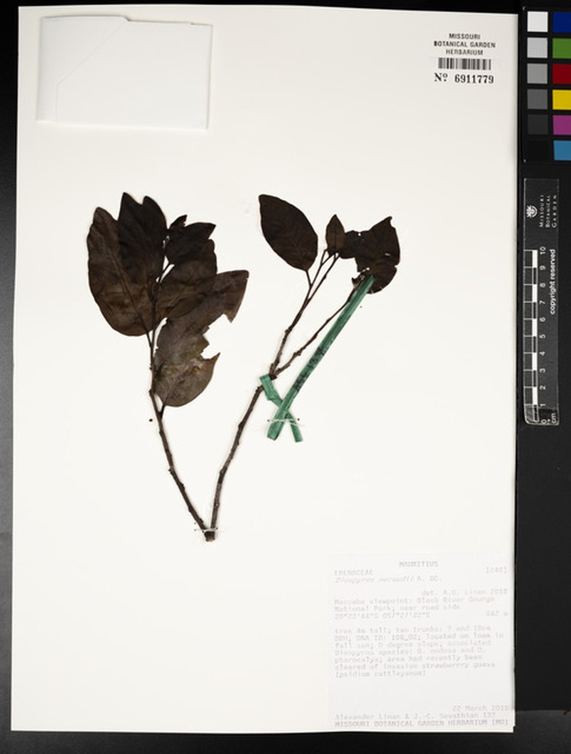 Diospyros neraudii photo 3