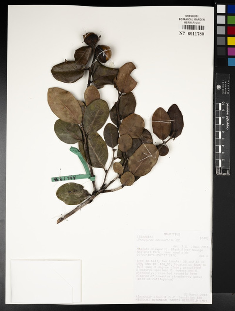 Diospyros neraudii photo 4