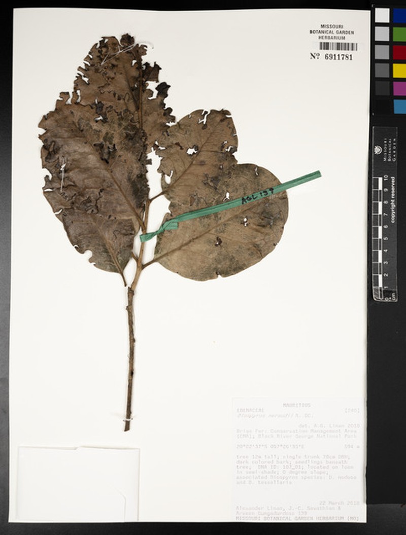 Diospyros neraudii photo 5
