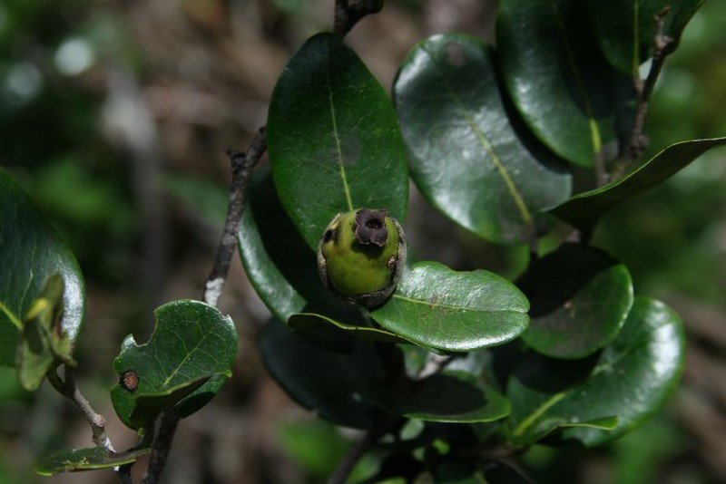 Diospyros neraudii photo 6