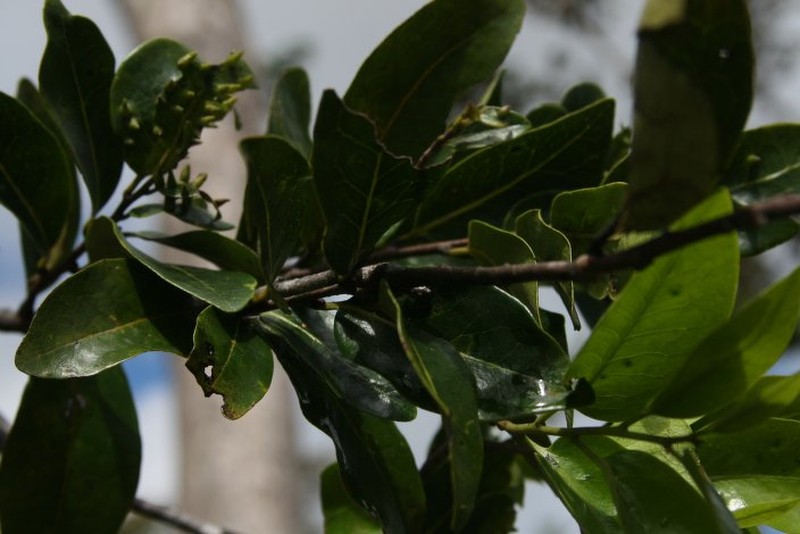 Diospyros neraudii photo 7