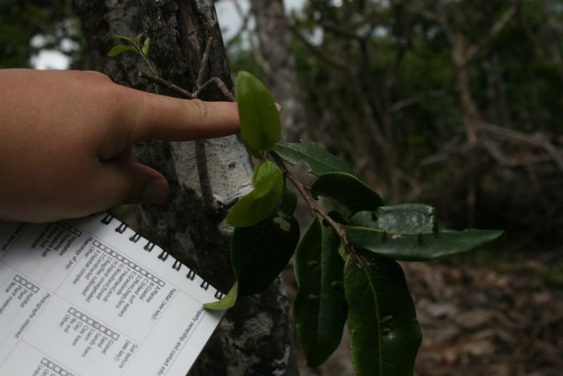 Diospyros neraudii photo 8