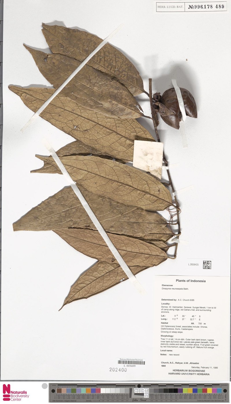 Diospyros neurosepala