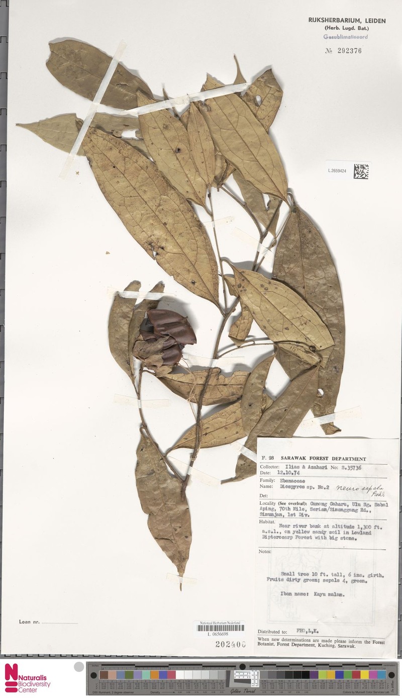 Diospyros neurosepala photo 2