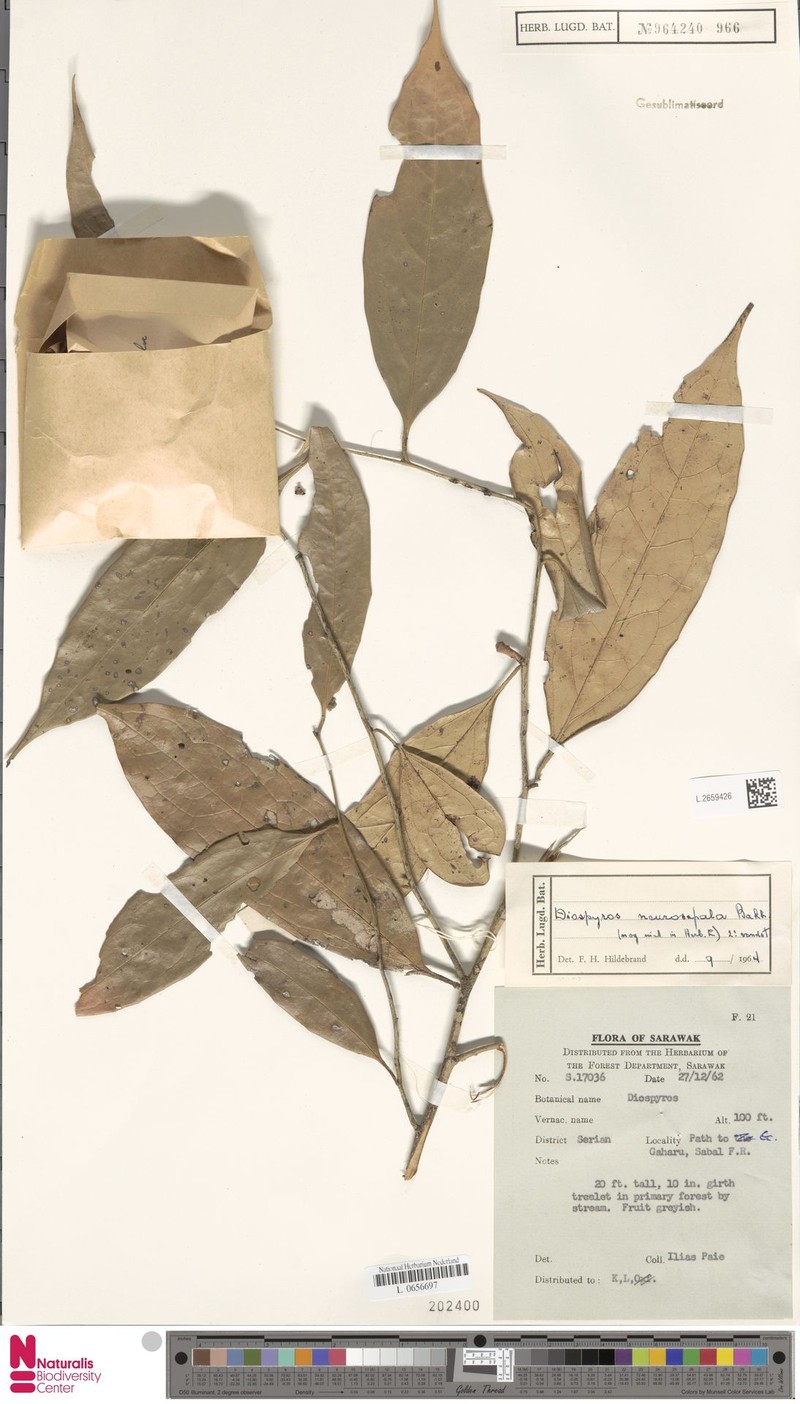 Diospyros neurosepala photo 3