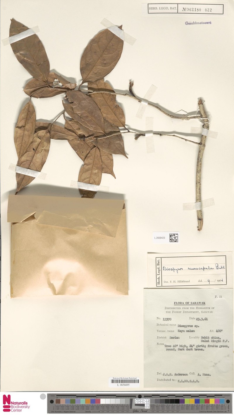 Diospyros neurosepala photo 4