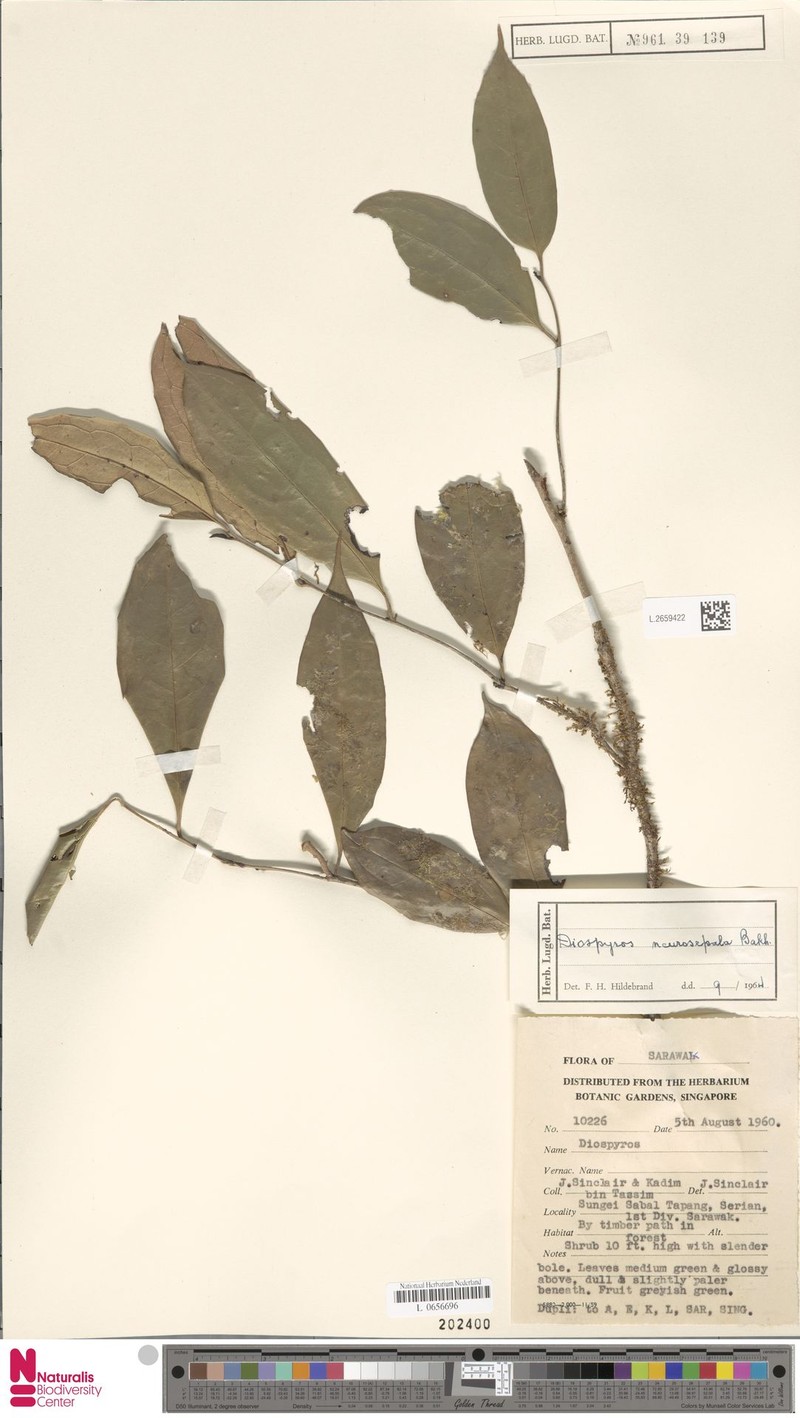 Diospyros neurosepala photo 5