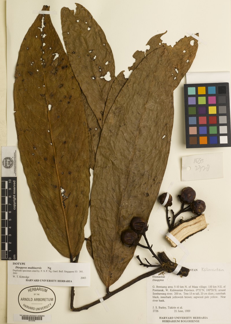 Diospyros ngii