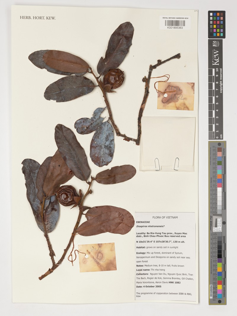 Diospyros nhatrangensis