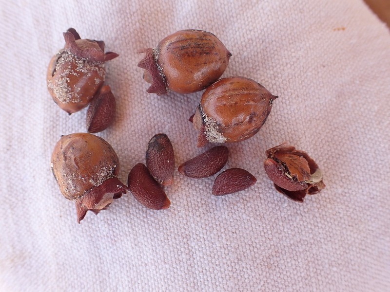 Diospyros nidiformis photo 2