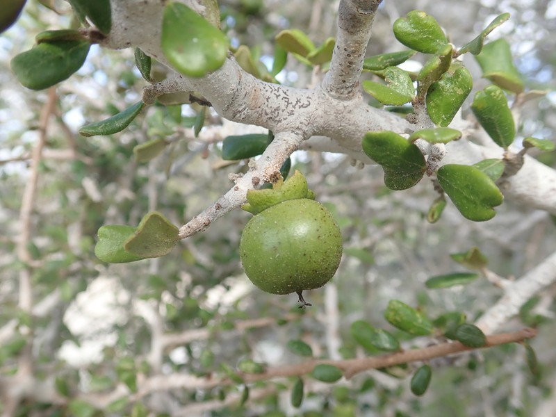 Diospyros nidiformis photo 3