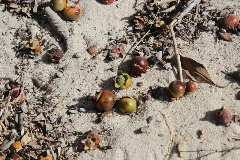 Diospyros nidiformis photo 4