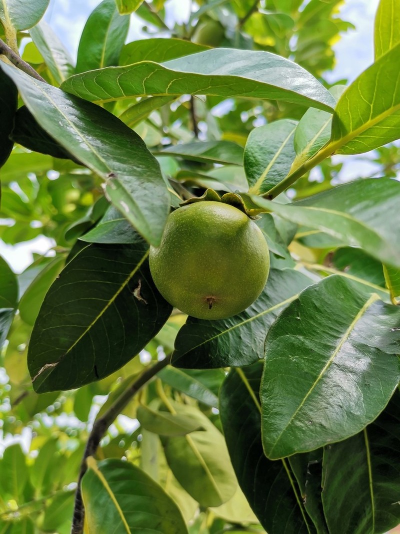 Black Sapote photo 3