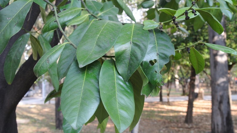 Black Sapote photo 4