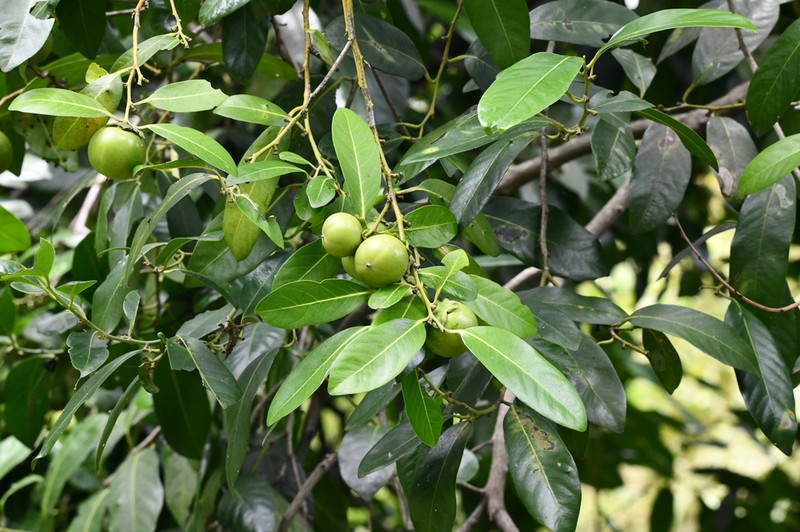 Black Sapote photo 5