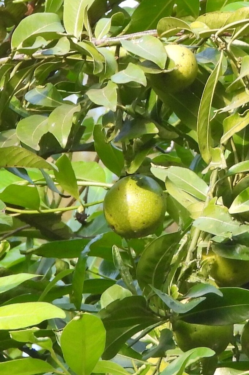 Black Sapote photo 6