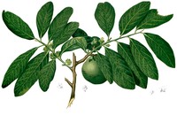 Black Sapote