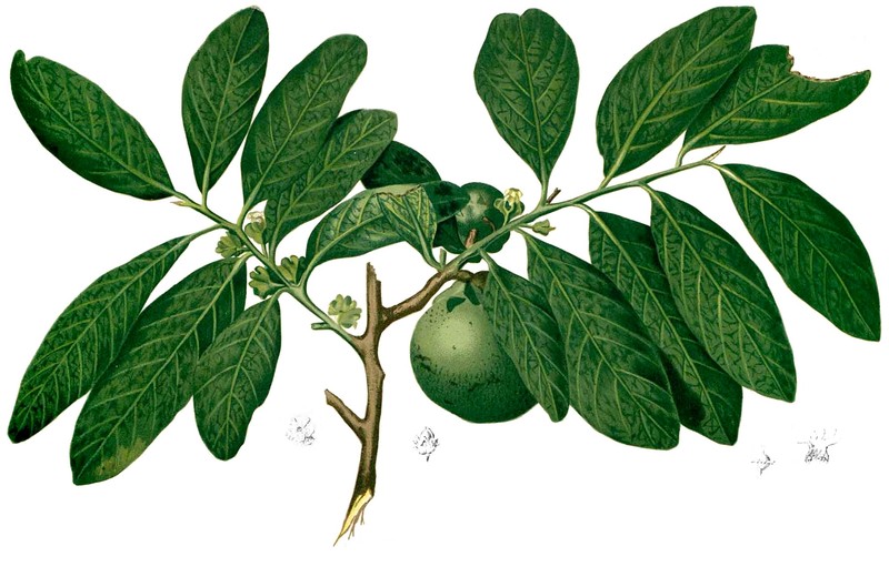 Black Sapote