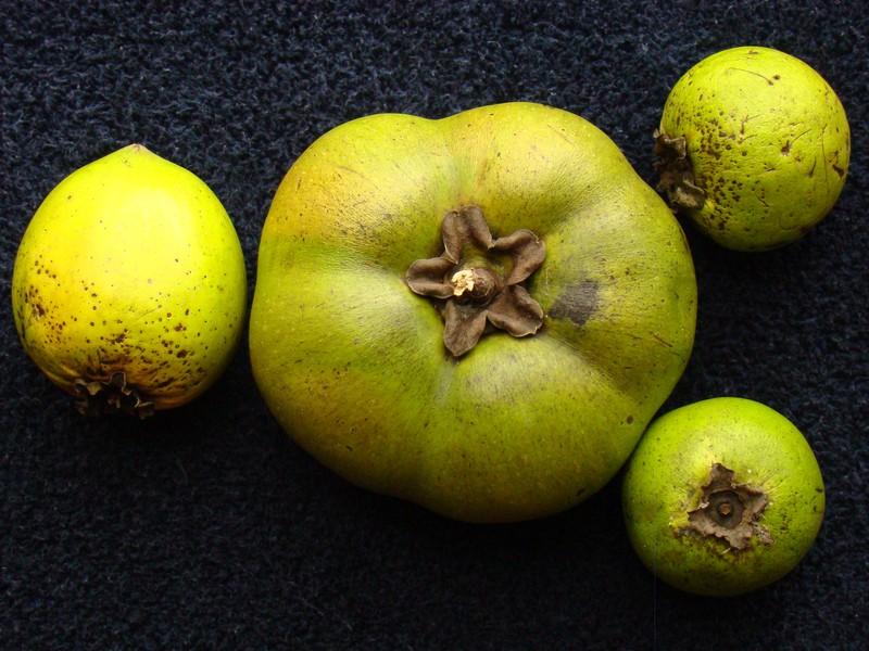 Black Sapote photo 6