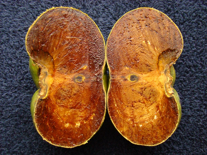 Black Sapote photo 7