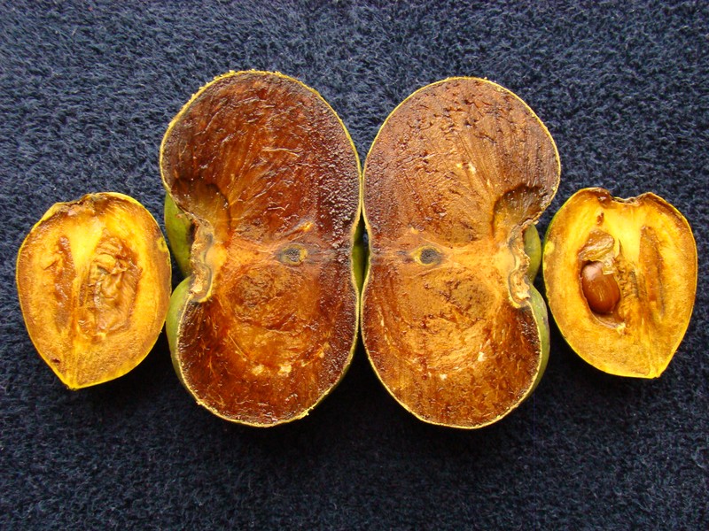 Black Sapote photo 8