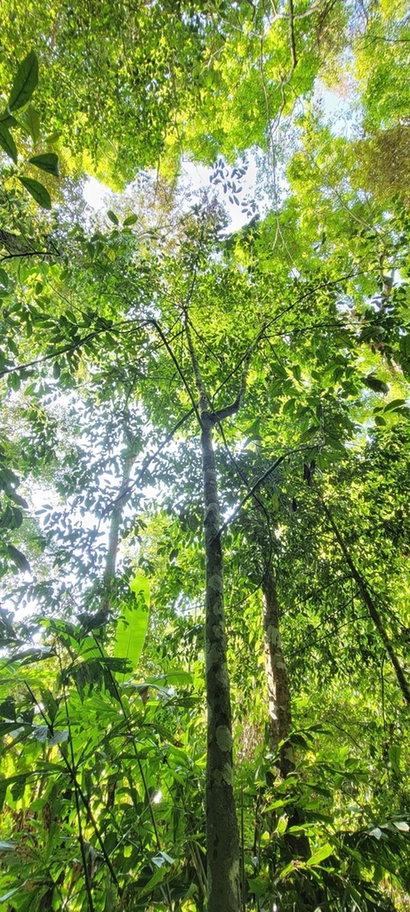 Diospyros nigrocortex