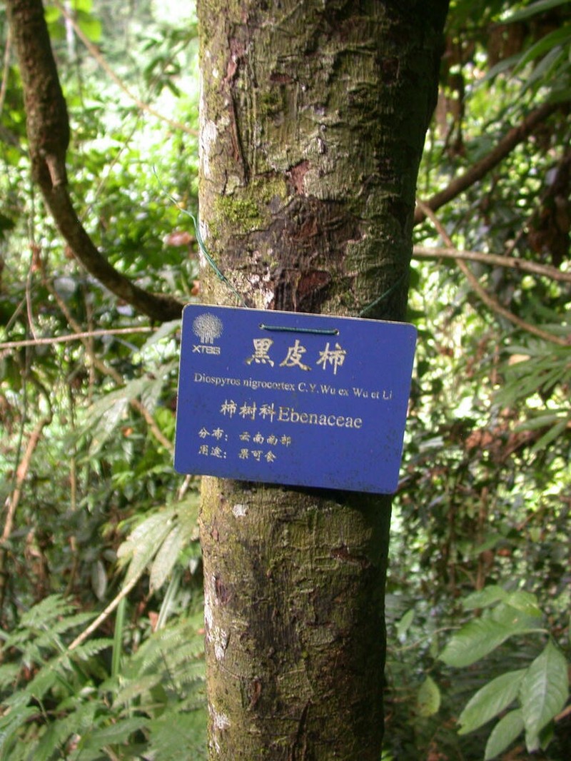 Diospyros nigrocortex photo 2