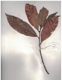 Diospyros nilagirica