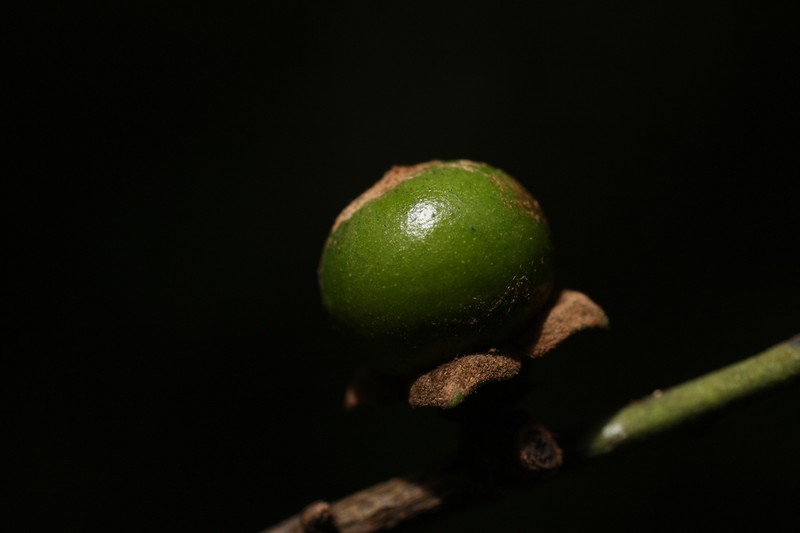 Diospyros nilagirica photo 2