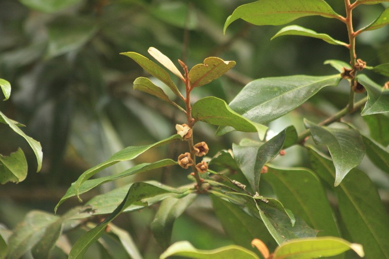 Diospyros nilagirica photo 3