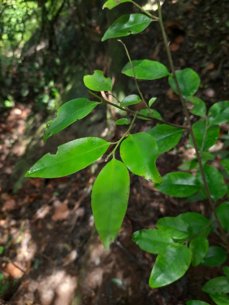 Diospyros nilagirica photo 4