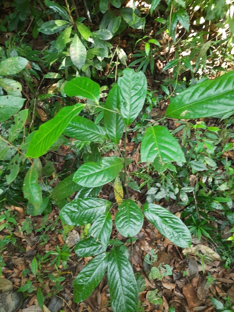 Diospyros nilagirica photo 5