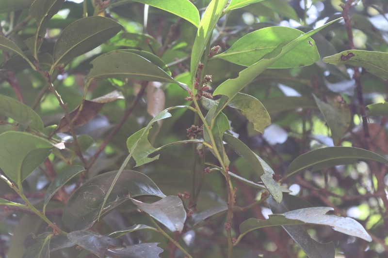 Diospyros nilagirica photo 6