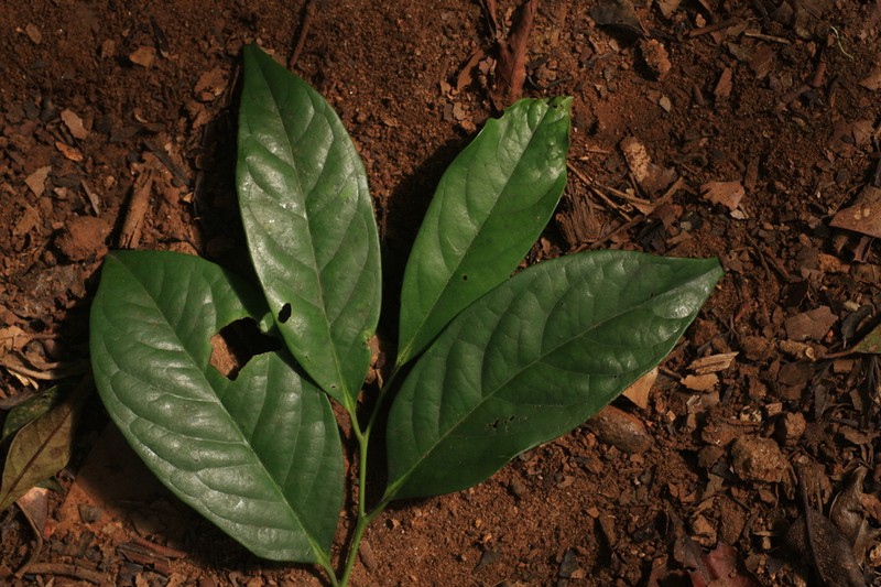Diospyros nilagirica photo 7