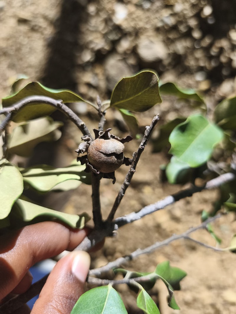Diospyros nitidifolia