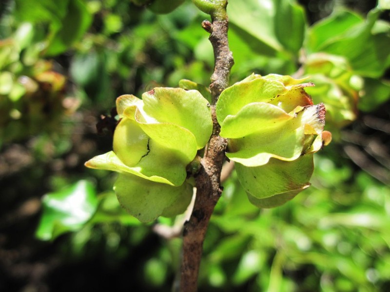 Diospyros nitidifolia photo 2