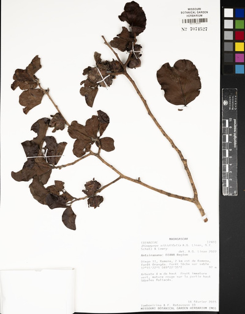 Diospyros nitidifolia photo 3
