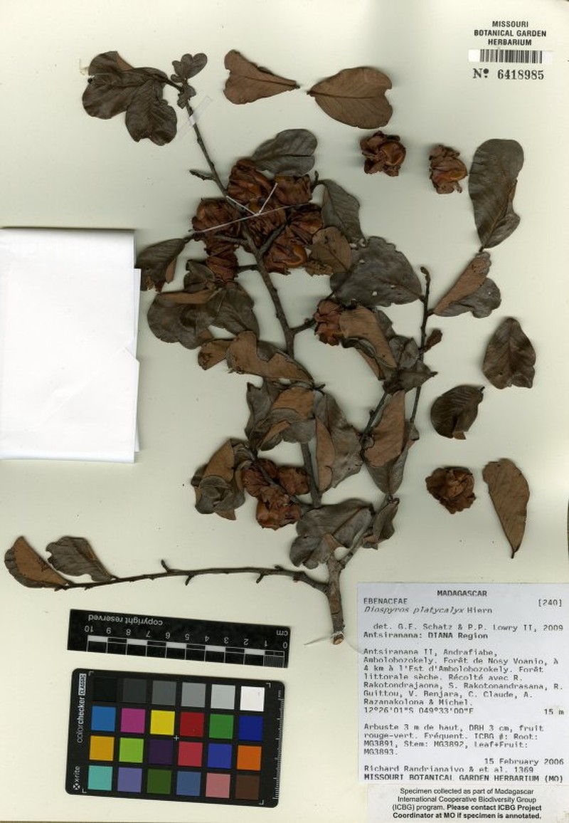 Diospyros nitidifolia photo 4
