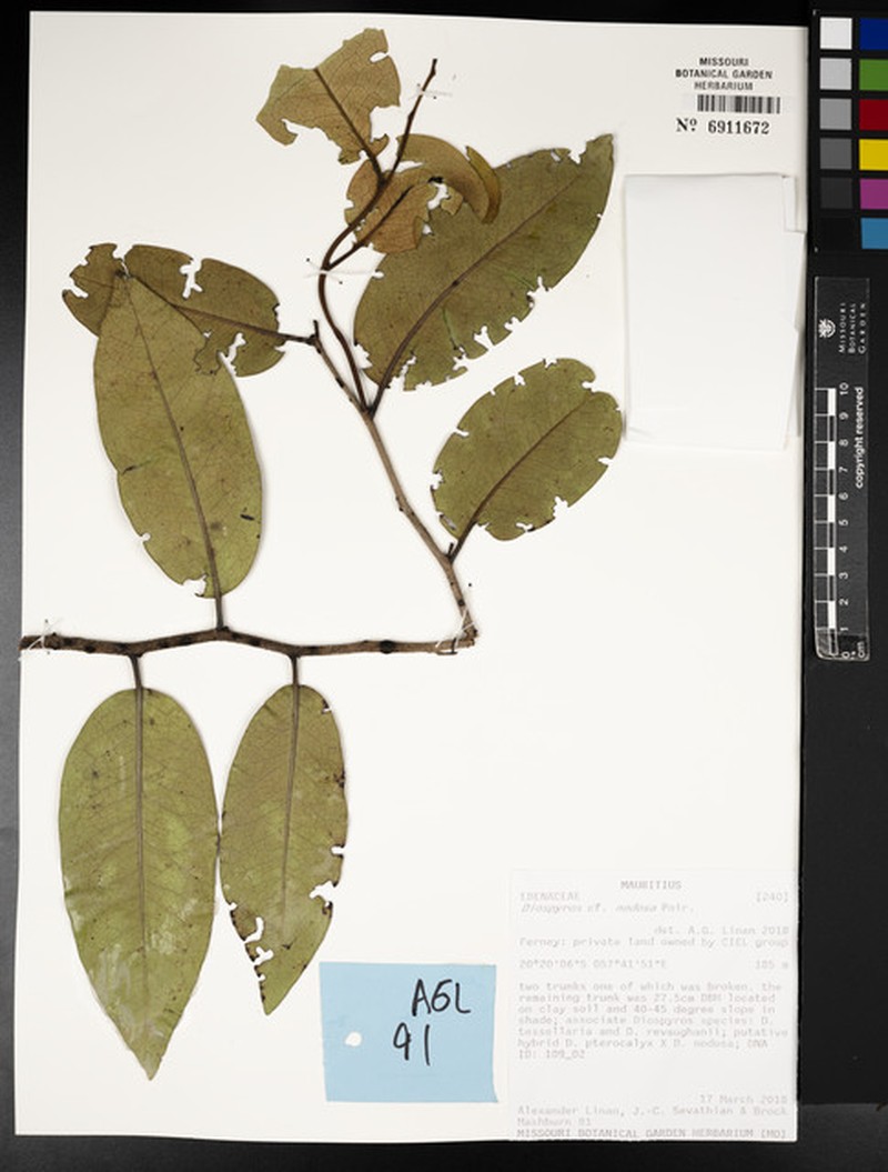 Diospyros nodosa